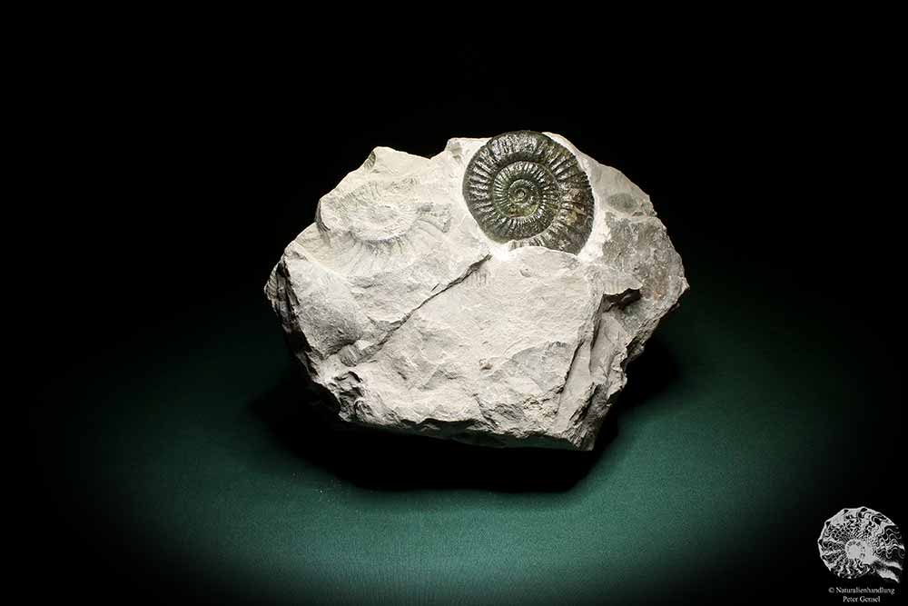 Orthosphinctes proinconditus (4715) ein Kopffüßer aus Deutschland | Fossilien | Kopffüßer