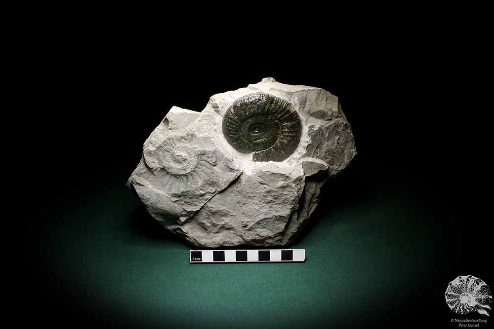 Orthosphinctes proinconditus (4715) a cephalopod from Germany | Fossils | Cephalopods