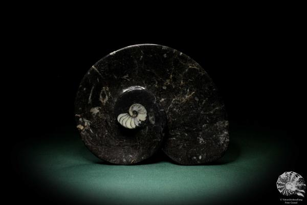 Imitoceras spec. (4841) a fossil from Southern Morocco | Crafts | From Fossils