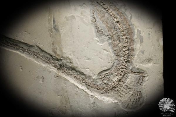 Mesosaurus tenuidens (4885) a vertebrate from South America | Fossils | Vertebrates