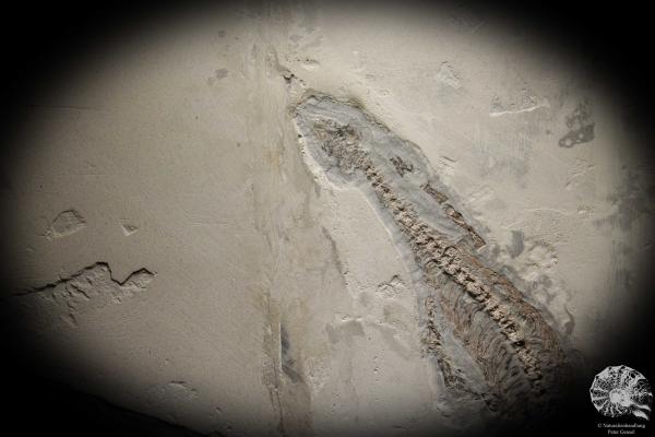 Mesosaurus tenuidens (4885) a vertebrate from South America | Fossils | Vertebrates