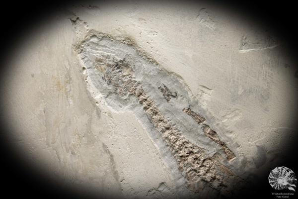 Mesosaurus tenuidens (4885) a vertebrate from South America | Fossils | Vertebrates