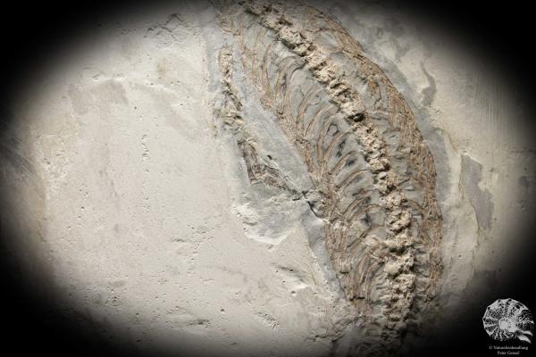 Mesosaurus tenuidens (4885) a vertebrate from South America | Fossils | Vertebrates