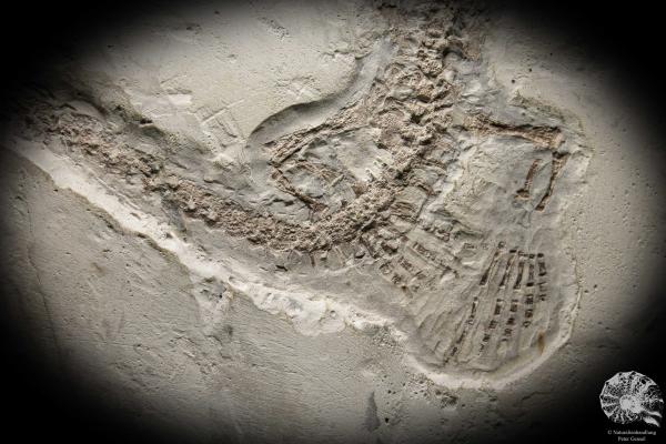 Mesosaurus tenuidens (4885) a vertebrate from South America | Fossils | Vertebrates