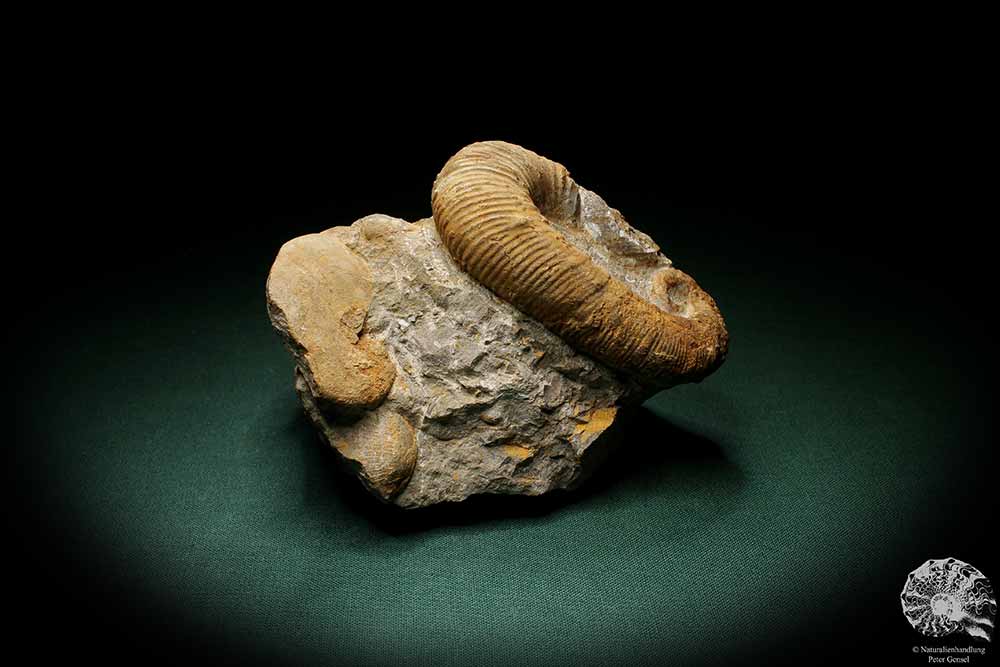 Acrioceras tabarelli (4890) ein Kopffüßer aus Marokko | Fossilien | Kopffüßer