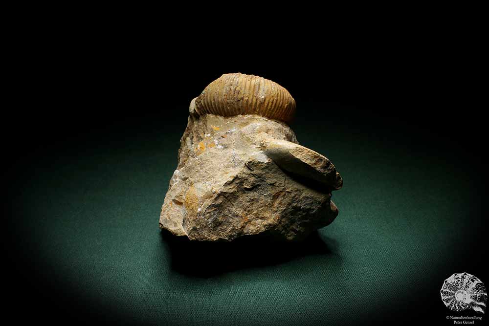 Acrioceras tabarelli (4890) a cephalopod from Morocco | Fossils | Cephalopods