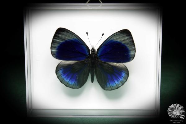 Asterope leprieuri (5149) a butterfly from South America | Taxidermy | Butterflies