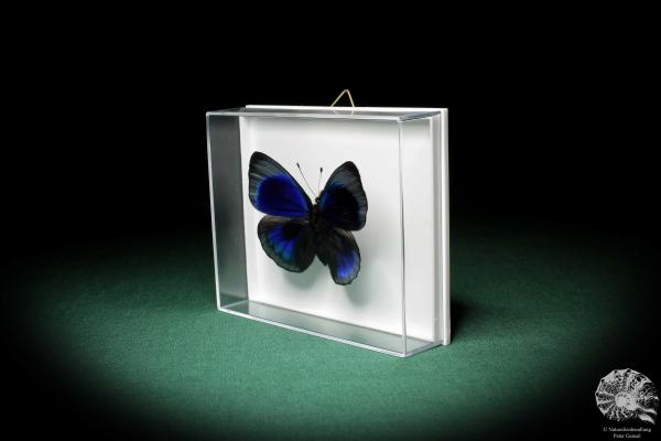 Asterope leprieuri (5149) a butterfly from South America | Taxidermy | Butterflies