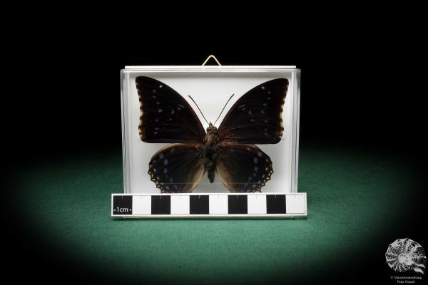 Charaxes tiridates (5161) a butterfly from Africa | Taxidermy | Butterflies