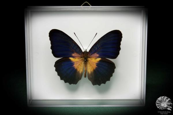 Cethosia lamarckii (5164) a butterfly from Asia | Taxidermy | Butterflies