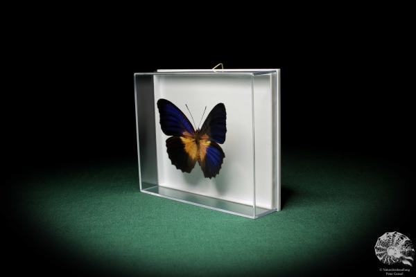 Cethosia lamarckii (5164) a butterfly from Asia | Taxidermy | Butterflies