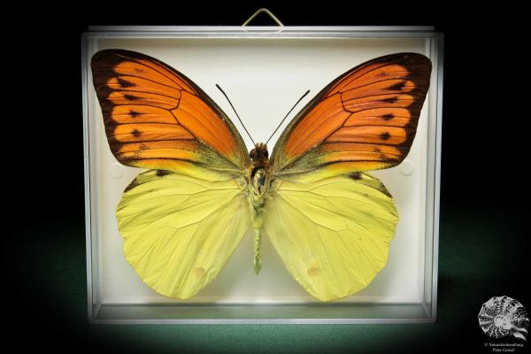 Hebomoia leucippe (5204) a butterfly from Southeast Asia | Taxidermy | Butterflies