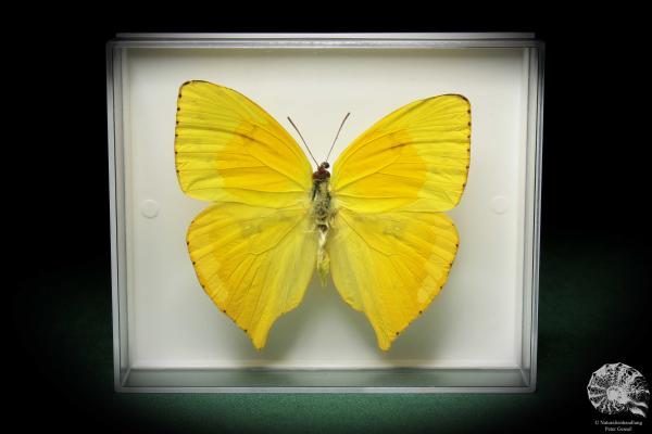 Phoebis neocypris rurina (5215) a butterfly from South America | Taxidermy | Butterflies