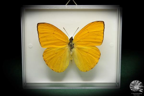 Phoebis argante (5217) a butterfly from South America | Taxidermy | Butterflies