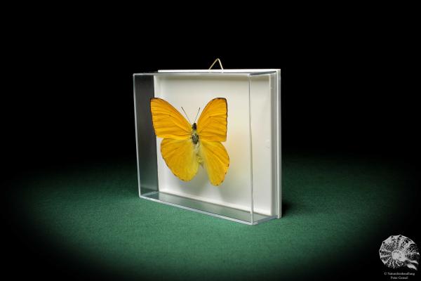 Phoebis argante (5217) a butterfly from South America | Taxidermy | Butterflies