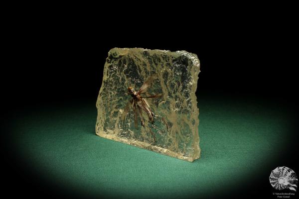 Orthoptera (5277) a taxidermy in acrylic from Southeast Asia | Taxidermy | Taxidermy in Acrylic