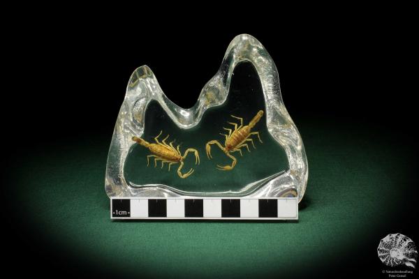 Leiurus spec. (5290) a taxidermy in acrylic from Southern China | Taxidermy | Taxidermy in Acrylic