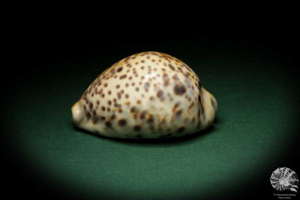 Cypraea tigris pardalis (5302) a snail from Indian Ocean | Conchylia | Snails