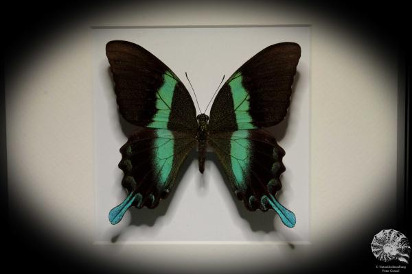 Papilio blumei (5318) a butterfly from Indonesia | Taxidermy | Butterflies