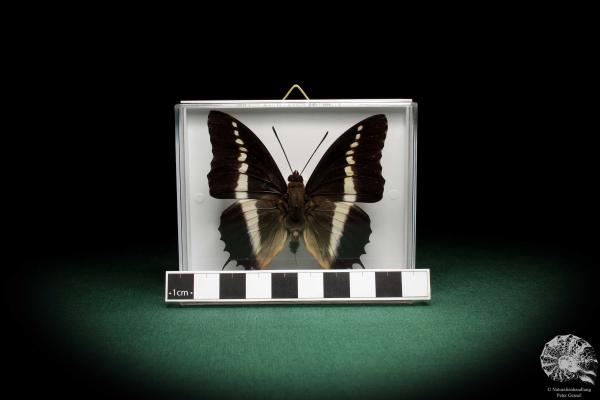 Charaxes brutus (5324) a butterfly from Africa | Taxidermy | Butterflies