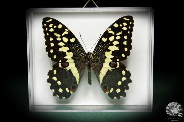 Papilio demodocus (5331) a butterfly from Africa | Taxidermy | Butterflies