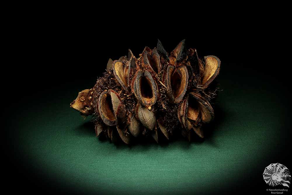 Banksia speciosa (5363) a dried fruit from Australia | Dried fruit