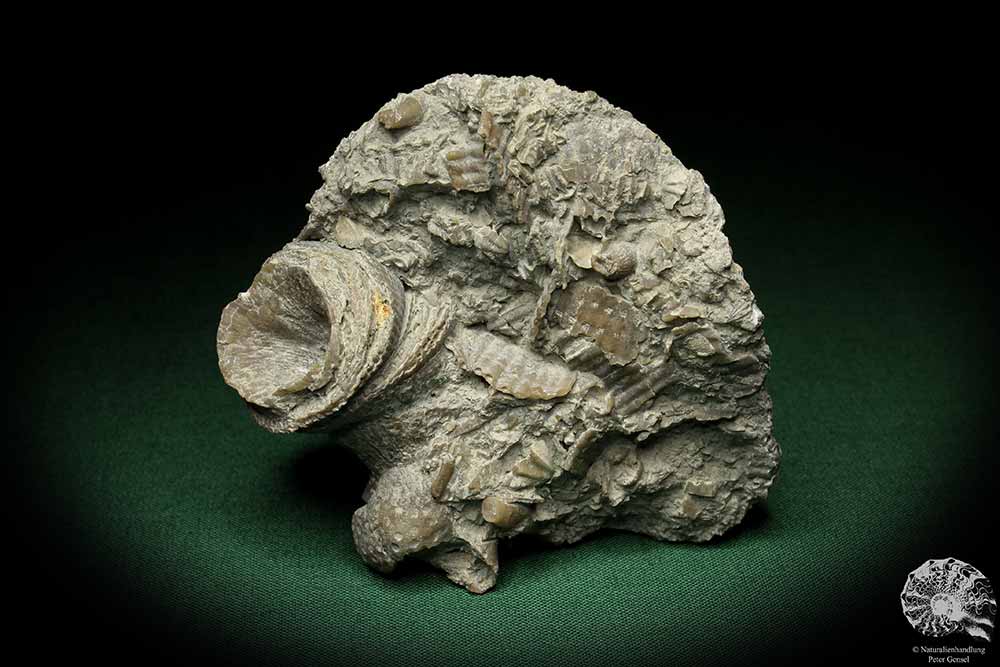 Cystiphyllum tenue (5477) a coral from Sweden | Fossils | Corals