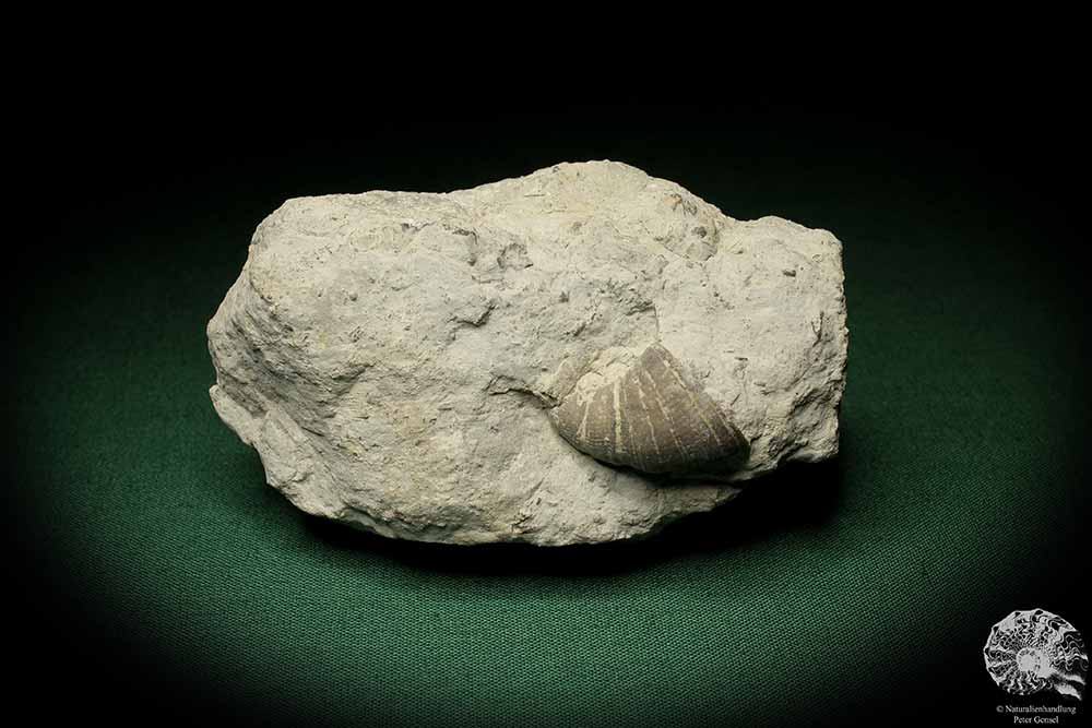 Dalmanophyllum spec. (5484) a coral from Sweden | Fossils | Corals