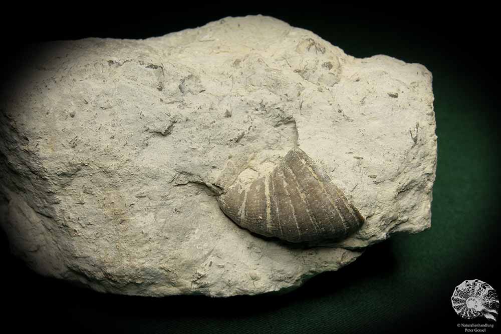 Dalmanophyllum spec. (5484) a coral from Sweden | Fossils | Corals