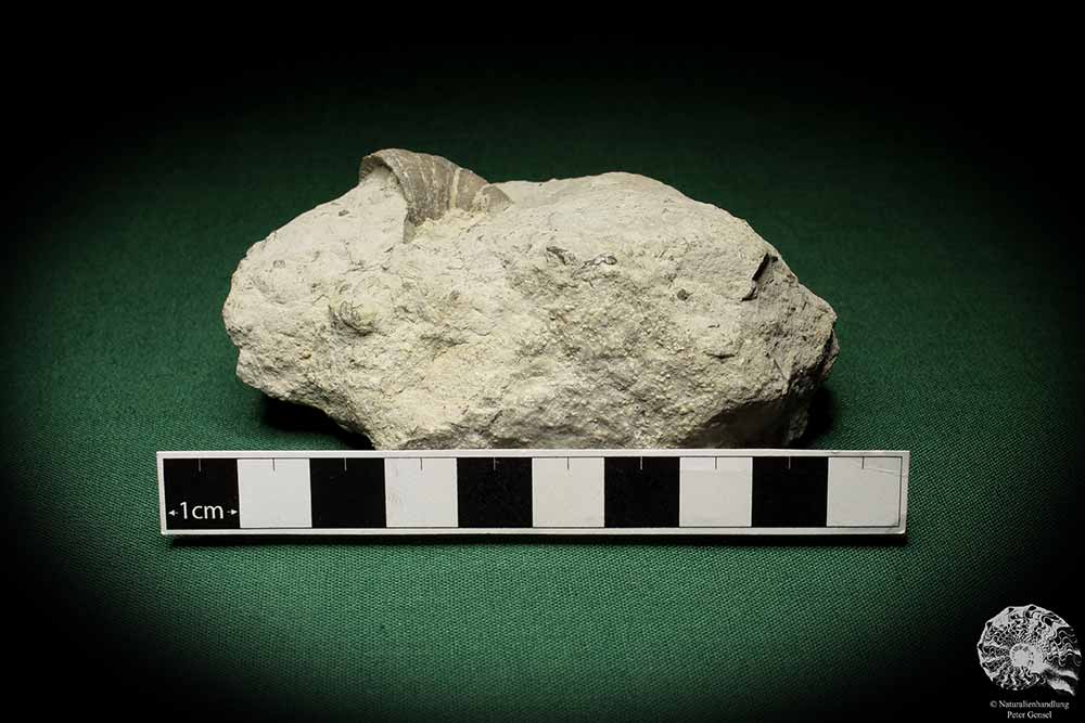 Dalmanophyllum spec. (5484) a coral from Sweden | Fossils | Corals