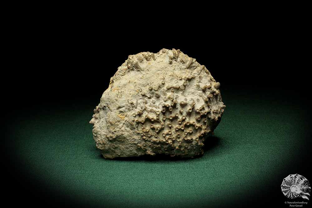 Syringopora spec. (5500) a coral from Sweden | Fossils | Corals