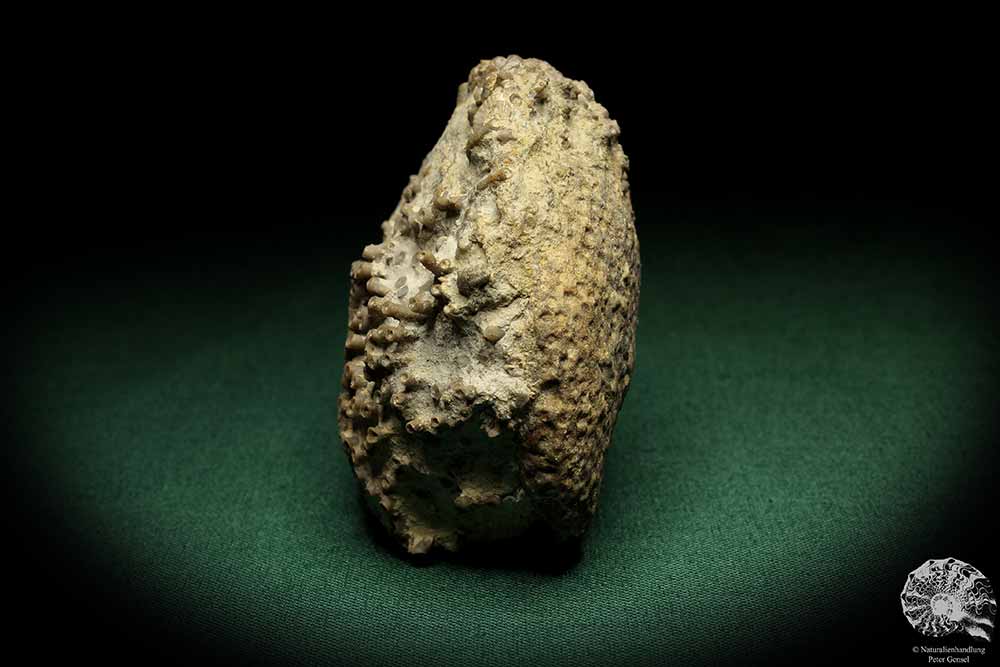 Syringopora spec. (5500) a coral from Sweden | Fossils | Corals