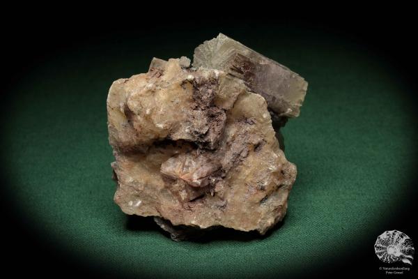 Aragonit XX in Gips ein Mineral
