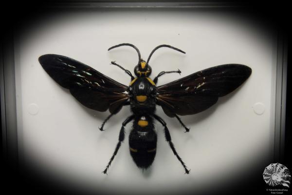 Megascolia procer (5617) a insect from Southeast Asia | Taxidermy | Other Insects