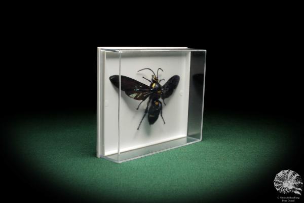 Megascolia procer (5617) a insect from Southeast Asia | Taxidermy | Other Insects