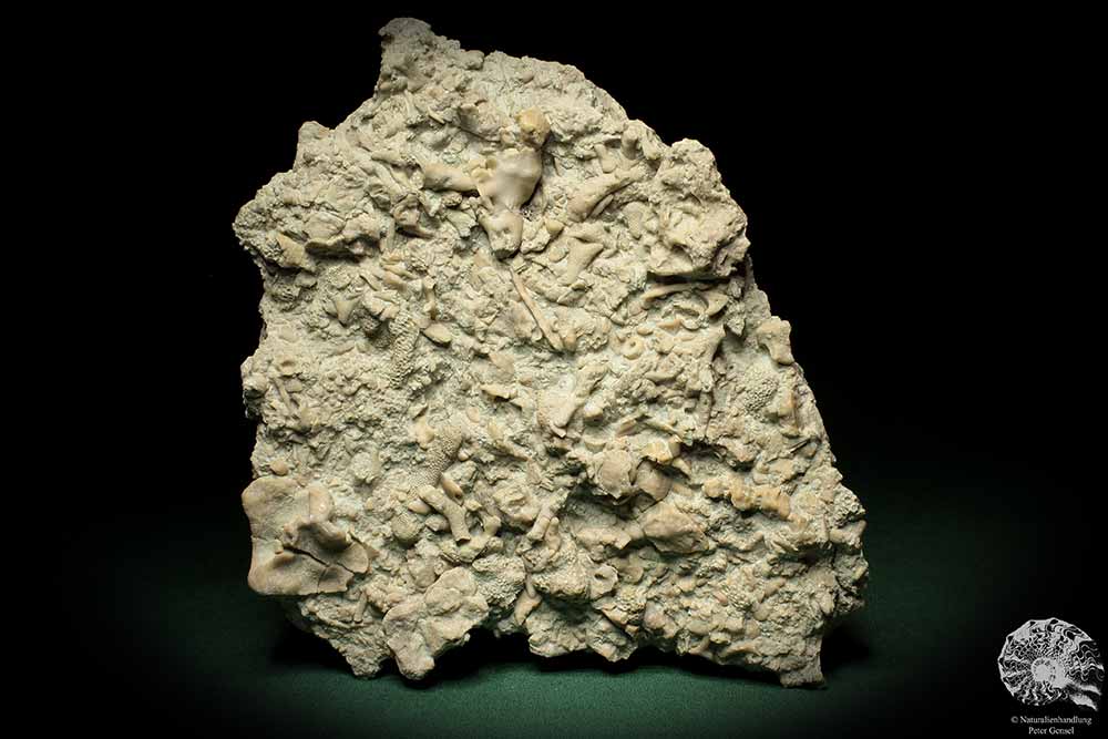 Cnidaria ssp. & Bryozoa ssp. (5714) a coral from Sweden | Fossils | Corals