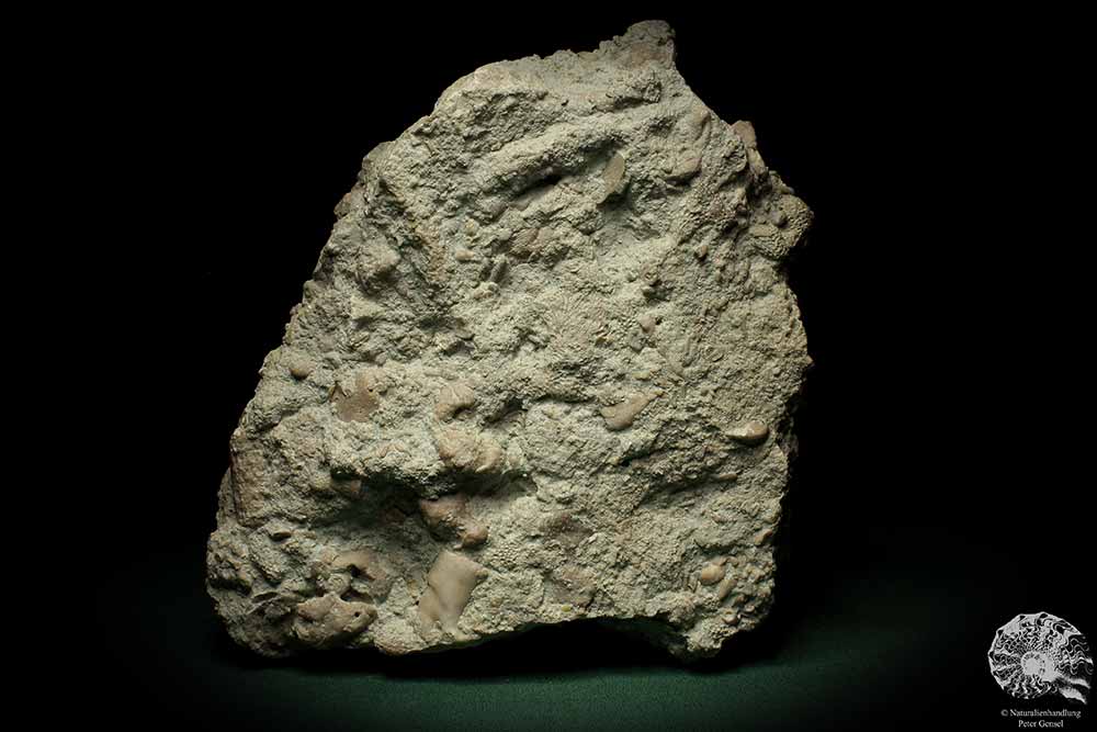 Cnidaria ssp. & Bryozoa ssp. (5714) a coral from Sweden | Fossils | Corals