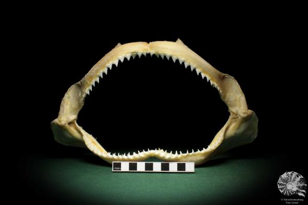 Carcharhinus falciformis (5999) a fishe from Philippines | Taxidermy | Fishes