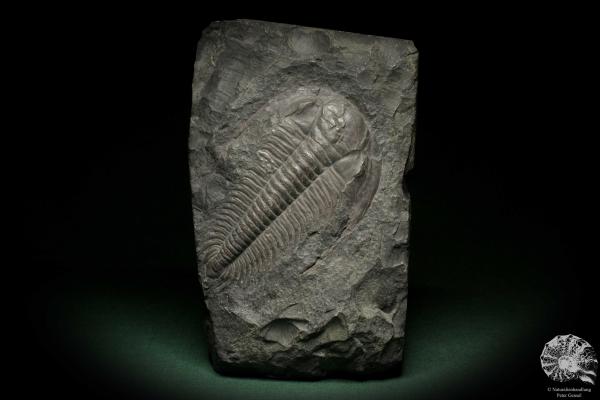 Paradoxides spec. (6644) ein Replikat aus Tschechien | Fossilien | Replikate