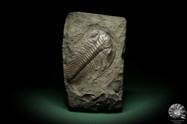 Paradoxides spec. (6645) a replica from Czech Republic | Fossils | Replicas