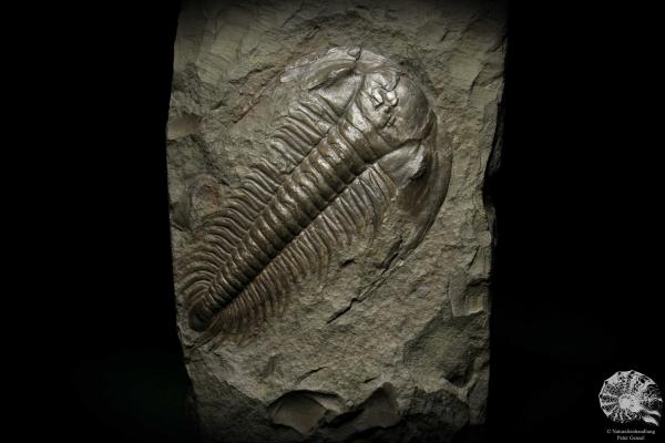 Paradoxides spec. (6645) ein Replikat aus Tschechien | Fossilien | Replikate