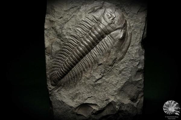 Paradoxides spec. (6646) ein Replikat aus Tschechien | Fossilien | Replikate