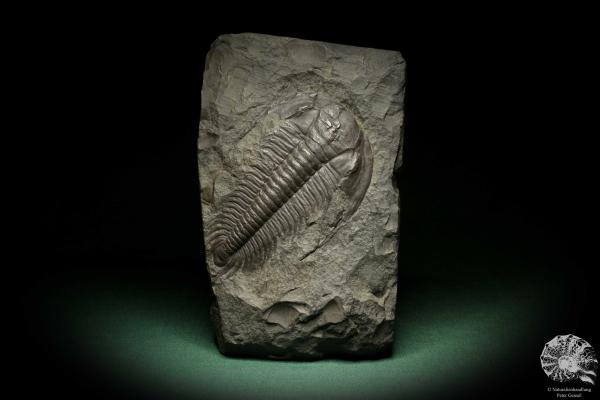 Paradoxides spec. (6647) ein Replikat aus Tschechien | Fossilien | Replikate