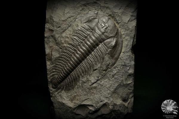 Paradoxides spec. (6647) ein Replikat aus Tschechien | Fossilien | Replikate