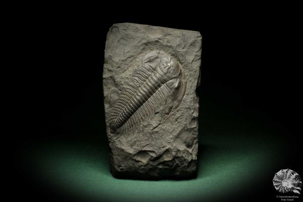 Paradoxides spec. (6648) ein Replikat aus Tschechien | Fossilien | Replikate