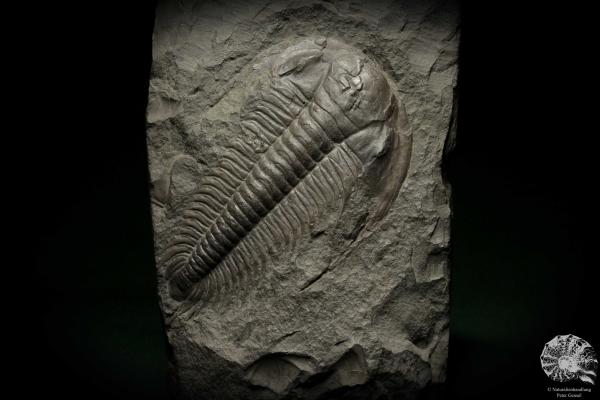 Paradoxides spec. (6648) ein Replikat aus Tschechien | Fossilien | Replikate