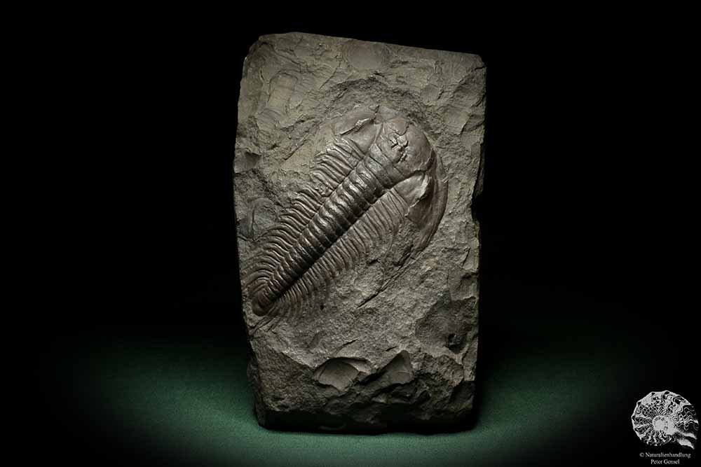 Paradoxides spec. (6649) ein Replikat aus Tschechien | Fossilien | Replikate