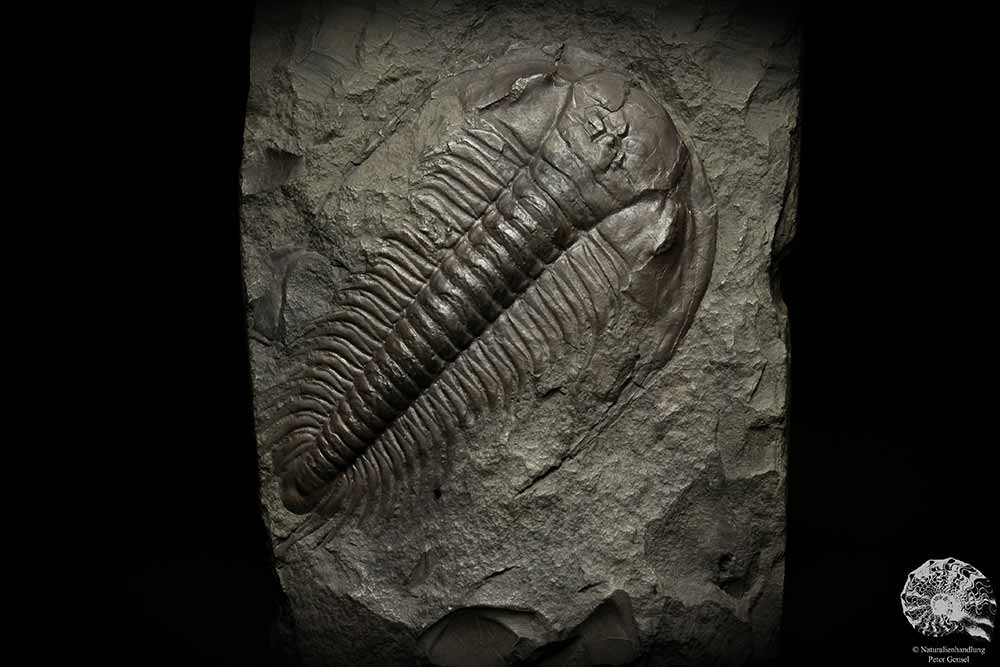 Paradoxides spec. (6649) ein Replikat aus Tschechien | Fossilien | Replikate