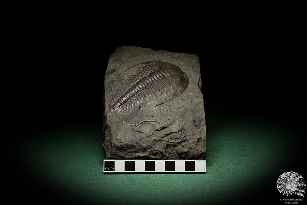 Paradoxides spec. (6649) ein Replikat aus Tschechien | Fossilien | Replikate