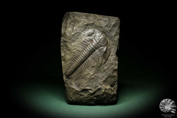 Paradoxides spec. (6650) ein Replikat aus Tschechien | Fossilien | Replikate